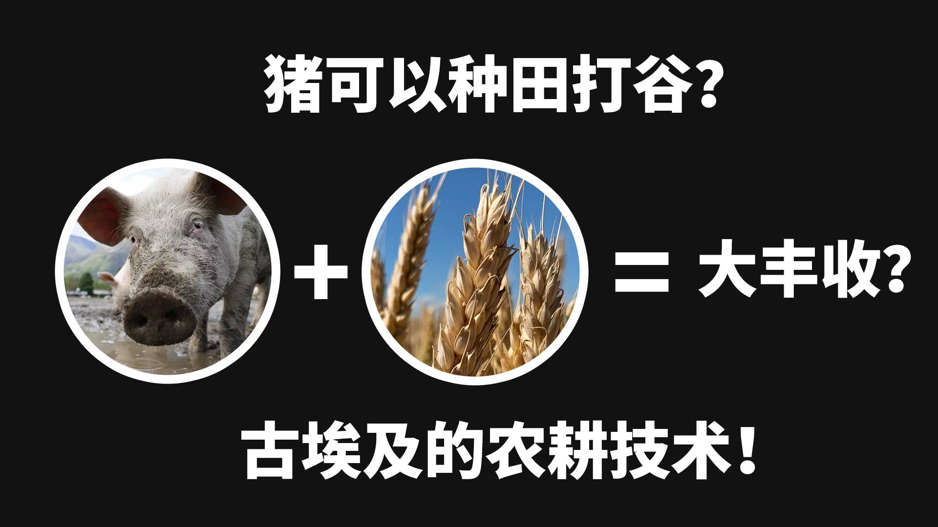 盐碱地丰收庆典启动，庆祝丰收季节的到来！