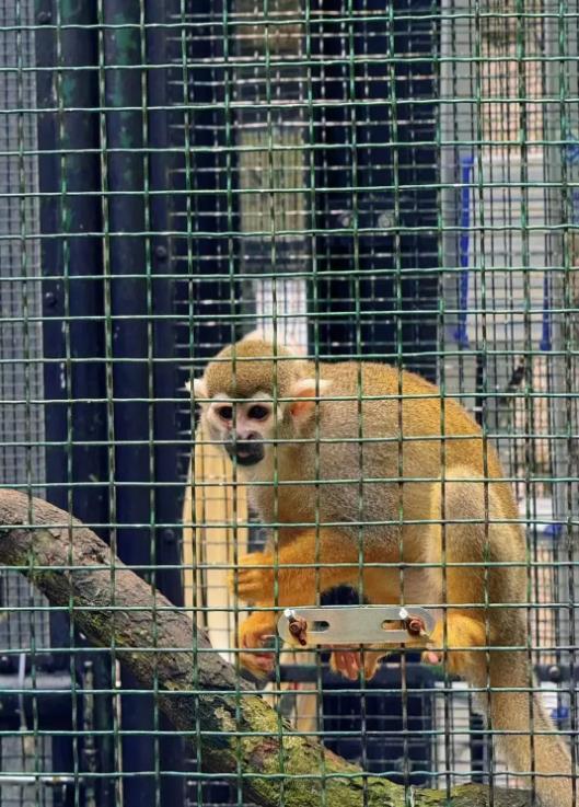 香港动植物公园一周内惊现十只猴子死亡事件，引发关注与调查