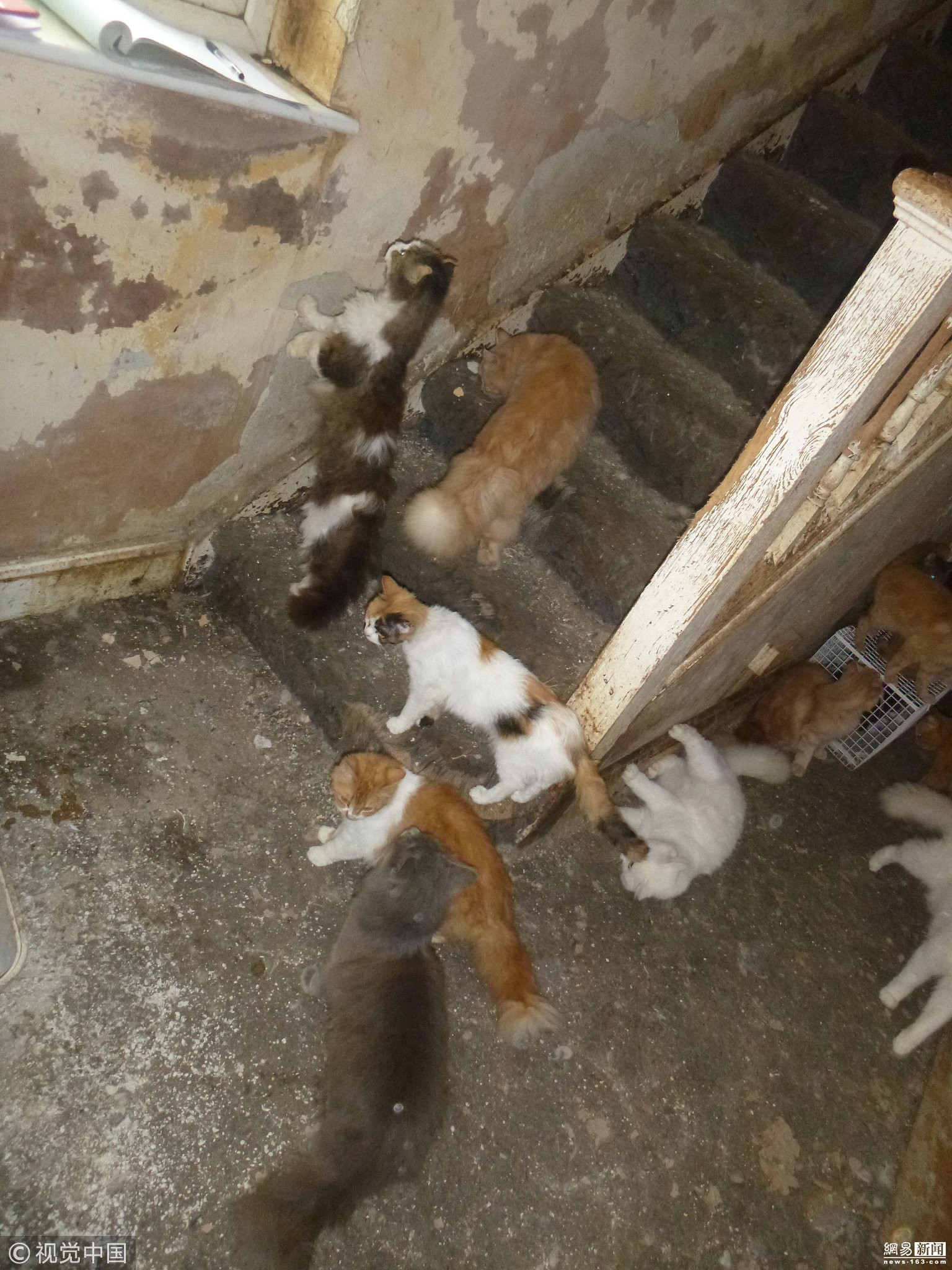居民养猫引发楼道恶臭纠纷，探寻猫与自然和谐之美的心灵之旅
