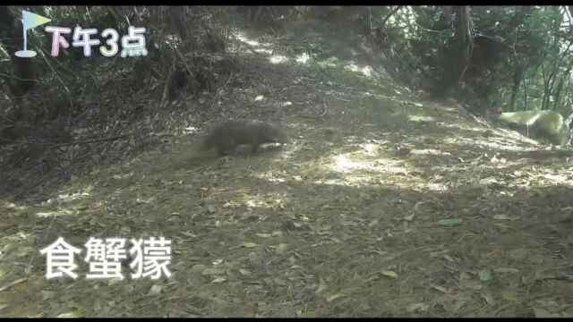 哀牢山珍稀野生动物大揭秘，自然宝藏共舞的生命力