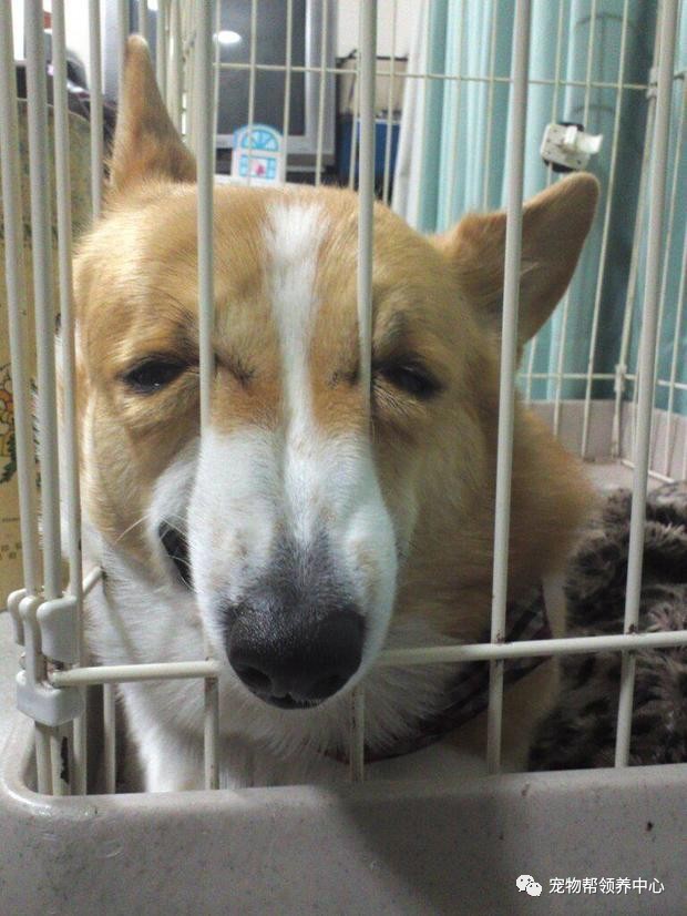 7777788888澳门_男子躲飓风丢掉宠物狗或被判5年,实际解析数据_Advance57.45.88