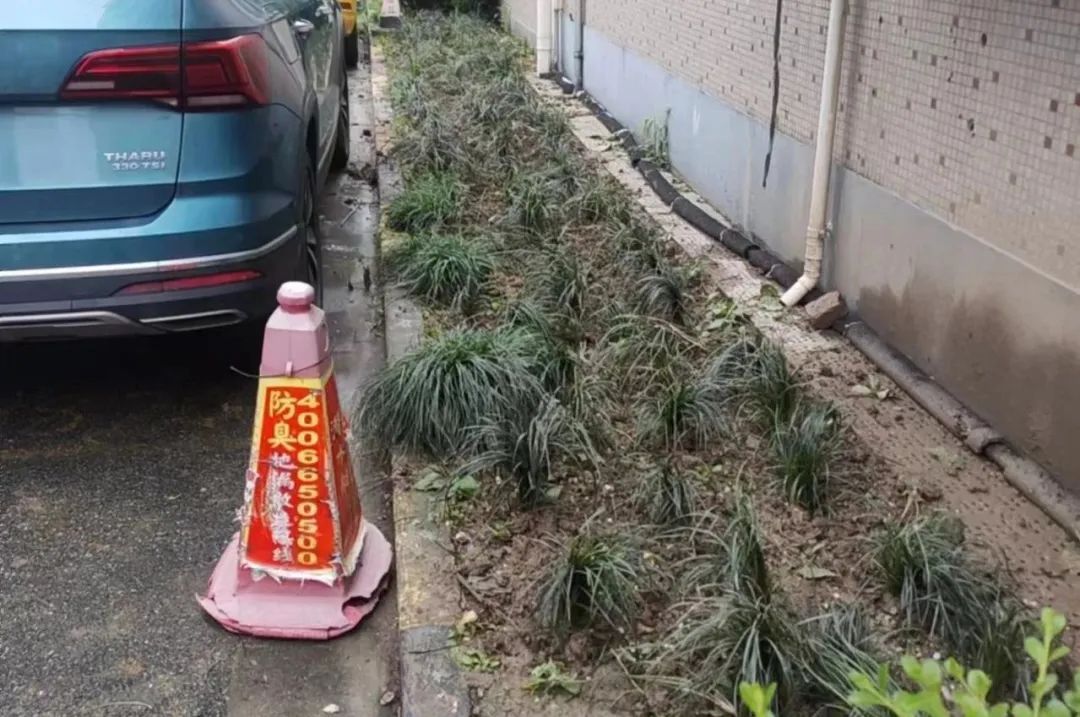 2024年新澳免费资料_菜地被插牌禁止栽种 街道办回应,快速设计问题计划_app64.76.54