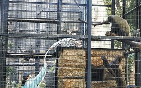 香港动植物公园十只猴子相继死亡引发关注