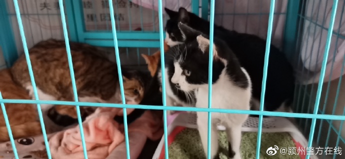 居民养猫引发楼道恶臭，邻里纷争引发诉讼焦点