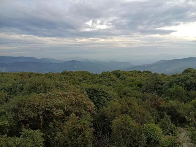 哀牢山发现全球仅千只珍稀鸟类，珍贵之鸟现身引发关注