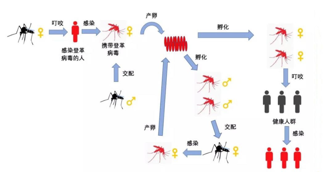 广东一周新增1770例登革热，疫情挑战下的防控与公众意识并行