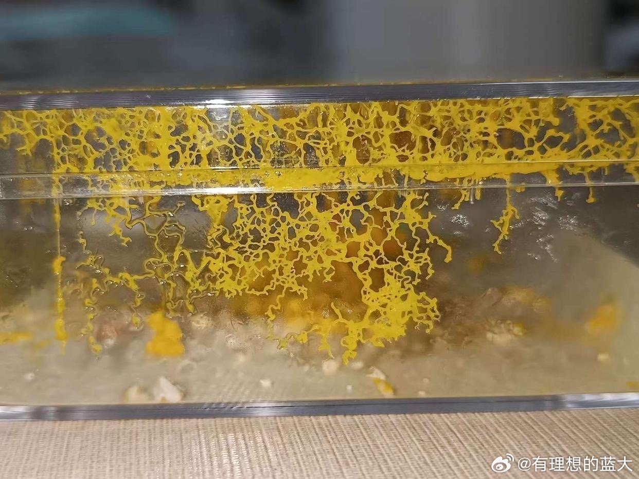 新一代科技宠儿，年轻人开启黏菌养护之旅