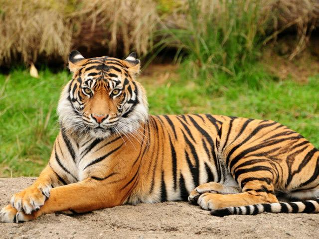 白老虎版玄机资料大全免费,持续性实施方案_JDS99.160交互式版