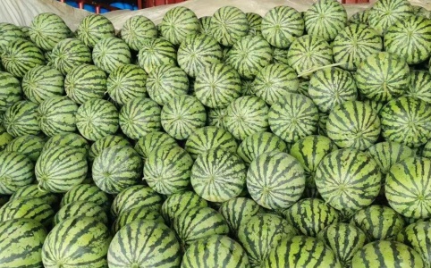 驻马店西瓜价格行情揭秘与解析🍉