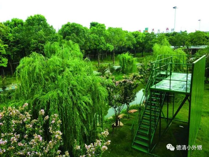 香樟原著最新资讯，自然探索之旅，寻找内心的平和宁静
