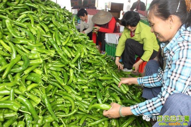 尖椒市场行情深度解析与趋势展望
