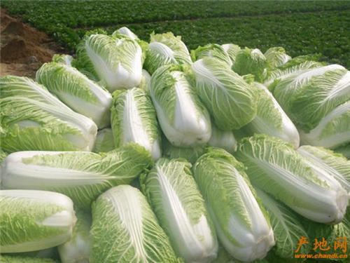 大白菜最新种植技术、市场趋势及多维视角论述，深度探讨大白菜的种植与影响分析
