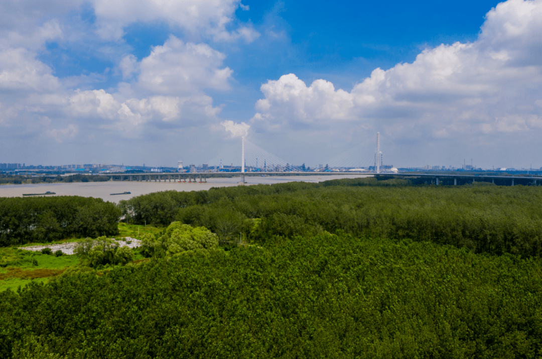 八卦洲夏日趣事与家园温馨纽带最新消息揭秘