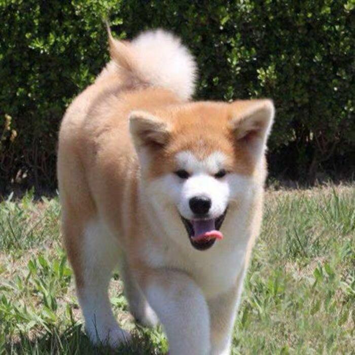 最新狗电影，银幕至心灵，犬类故事的全新演绎