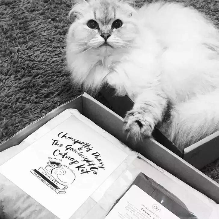 猫咪最新网页引领未来生活新风尚，高科技产品大放异彩