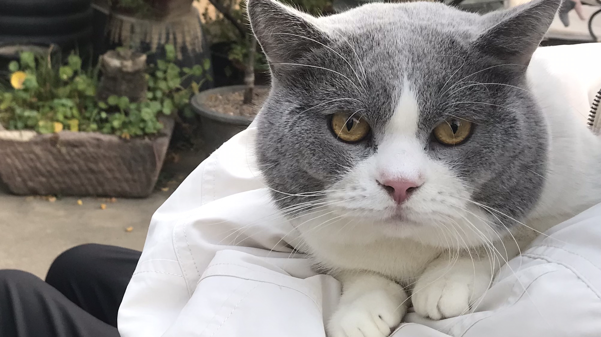 探索一站式猫咪资讯平台，最新猫咪网页带你飞入猫咪世界