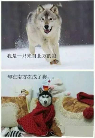 七次狼最新探索，小巷深处的独特风味揭秘