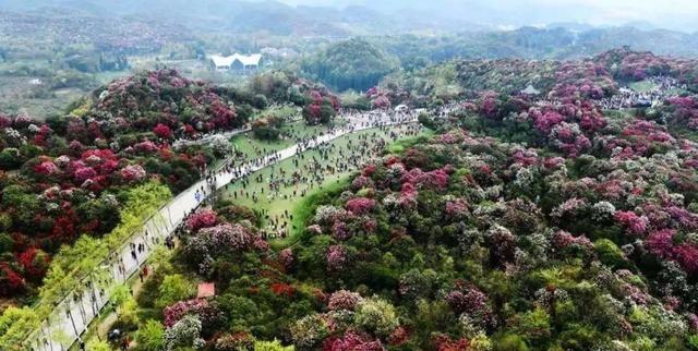 百里杜鹃最新新闻联播，小巷深处的独特风味惊艳亮相