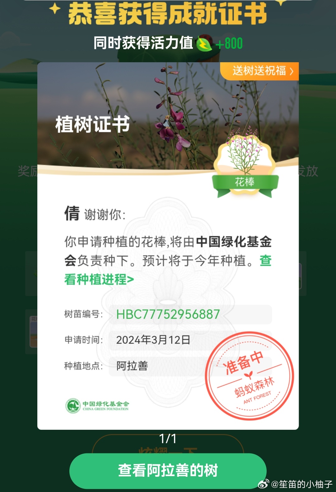 关于长青树众筹的最新动态与消息🌲💚